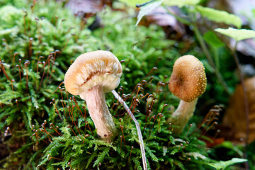 Natural mushrooms in a biological biotope in a forest in Bavaria, Europe