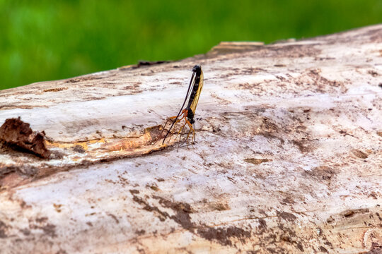Riesenschlupfwespe