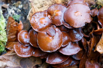 Natural mushrooms in a biological biotope in a forest in Bavaria, Europe