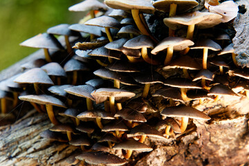 Natural mushrooms in a biological biotope in a forest in Bavaria, Europe