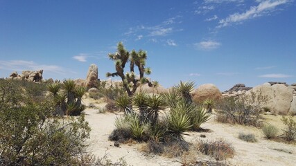 Désert, ouest américain, USA, Californie