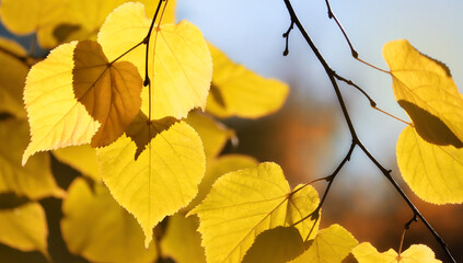 Golden, autumn leaves in the rays of light. Part of an autumn branch with yellow foliage