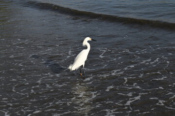 Garzas en playas de Cartagena, Colombia