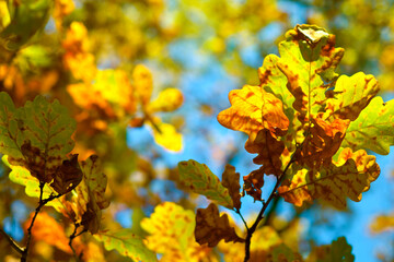 Oak leaves in autumn colors on the background of blue sky