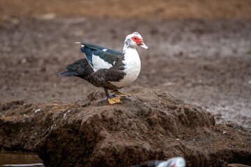close up. Ducks swimming in an almost empty lagoon