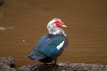 close up. Ducks swimming in an almost empty lagoon