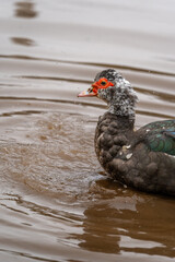 close up. Ducks swimming in an almost empty lagoon