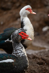 close up. Ducks swimming in an almost empty lagoon