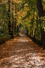 a beautiful autumn day with a leave covered path with colorful trees
