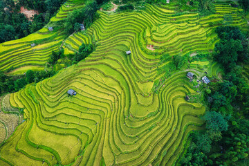 Lush rice field terraces with barn during harvest in farmland