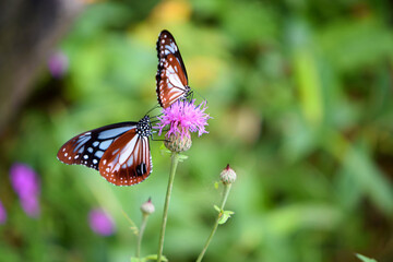 Chestnut tigers feeding thistle nectar in Nagano, Japan