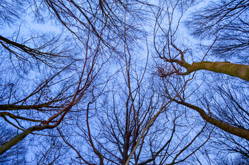 trees against the blue sky