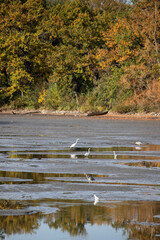 Beautiful autumn day with water pond and birds in it