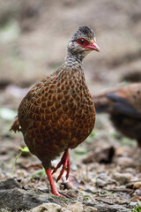 Red Spurfowl out on morning stroll