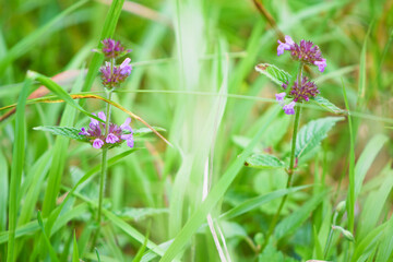 Fototapeta premium Clinopodium chinense subsp. grandiflorum in Kirigamie, Nagano, Japan
