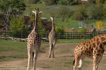 A captivating scene of graceful giraffes walking leisurely through a lush, vibrant landscape under the warm sun