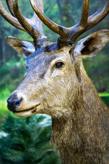 A deer with large antlers is standing in a forest