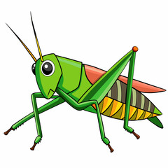 green grasshopper isolated on white background