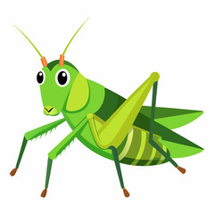 green grasshopper isolated on white