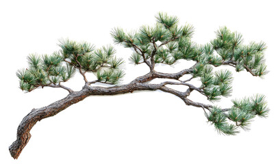 Obraz premium Palm tree branch with green leaves on transparent background