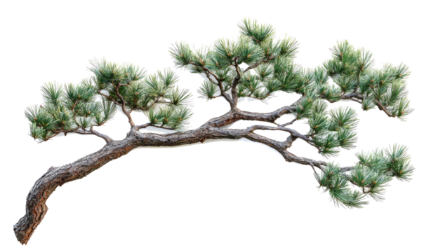 Palm tree branch with green leaves on transparent background