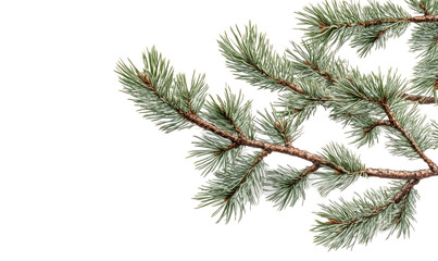 Palm tree branch with green leaves on transparent background
