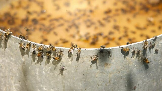 Bees and flies buzzing around, sitting on the edges, and floating in a bucket filled with leftover fermented yellow liquid mash containing residual unfermented sugars after a moonshine distillation