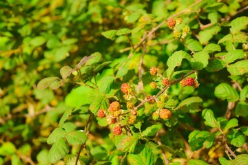  Raspberry bush in İstanbul, Turkey