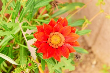 Orange gazania flower in Istanbul