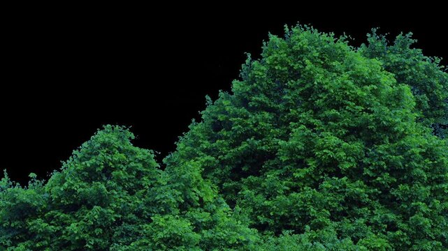 Cut-Out Trees In Storm Winds - With Alpha Channel