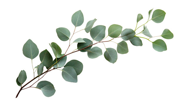 Green eucalyptus branch leaves floral isolated on transparent background