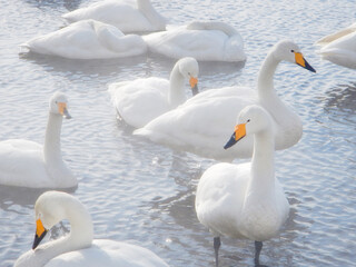Whooper swans in Teshikaga-cho, Hokkaido, Japan