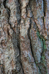Old tree trunk bark texture