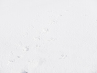 The footprints of red-crowned cranes on the snow in Hokkaido, Japan