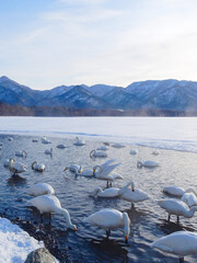 Whooper swans in Teshikaga-cho, Hokkaido, Japan