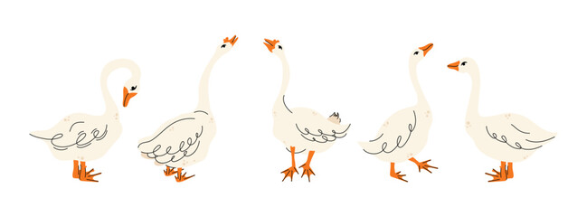 Set of geese in various poses. Cartoon vector illustration isolated on background. Farm animal design  adorable birds in different poses, funny characters