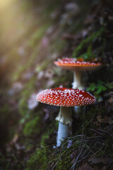 Fly agaric mushroom (Amanita muscaria) in the forest enlightened by the sun 