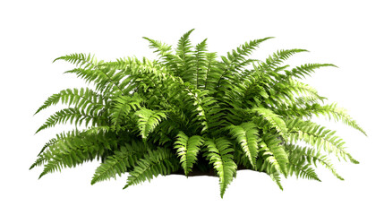 Lush green fern plant isolated on a transparent background showcasing natural foliage for botanical decoration, PNG