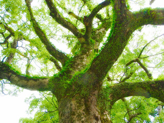 A giant tree in Kumano, Wakayama, Japan