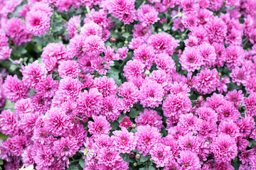A beautiful bunch of vibrant purple flowers is growing on a bush