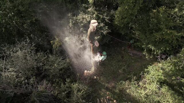 Tree surgeon cuts tree with chainsaw