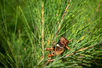 A brown grasshopper, Valanga nigricornis on Cemara Udang, Australian pine tree or whistling pine...
