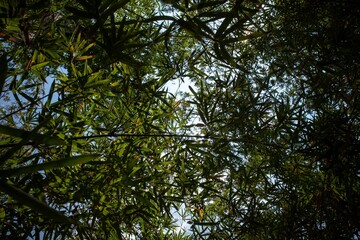 Bamboo plants (Bambusa vulgaris) with green leaves for natural wallpaper