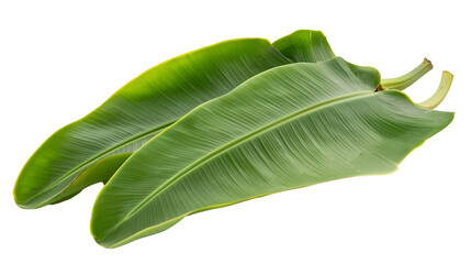 Obraz premium green tropical banana leaf isolated on white background for natural decoration and design projects, cut out