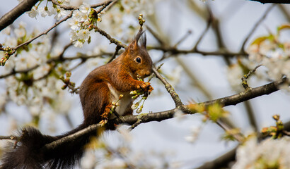 Obraz premium Ecureuil dans un cerisier