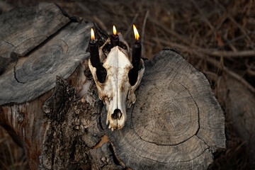 animal skull with burning black candles on tree stump, forest nature background. autumn season....
