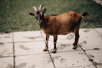 Koza zwierzę goat