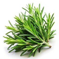 Fototapeta premium twig of rosemary