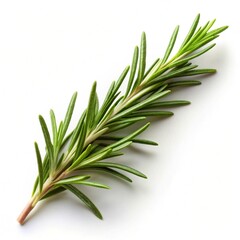 Fototapeta premium rosemary on white