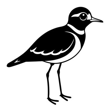 recommend clip art: black and white killdeer bird